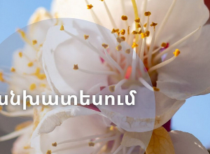 Ծիրանենու ծաղկումն Արարատյան դաշտում