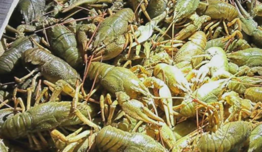 WhatsApp Image 2026-03-26 at 12.20.07 AM