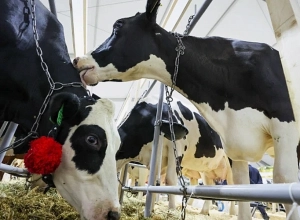 Հայաստանում ուժեղացված սահմանային վերահսկողություն է ՌԴ֊ում բռնկումների ֆոնին