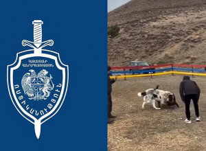 Շնամարտի տեսանյութից հետո ոստիկանները 3 անձի են ձերբակալել․ մեքենաներում 8 շուն է հայտնաբերվել