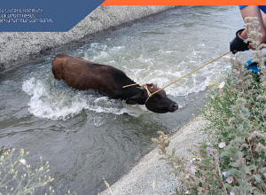 Փրկարարները կենդանուն դուրս են բերել ջրատարից
