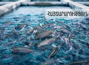 ԱՄԷ արտահանվել է 60 տոննա հայկական ձուկ և ձկնամթերք